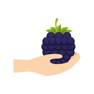 手拿着黑莓水果