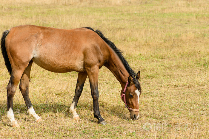 野地上的幼马嚼草(干草上的白驹)