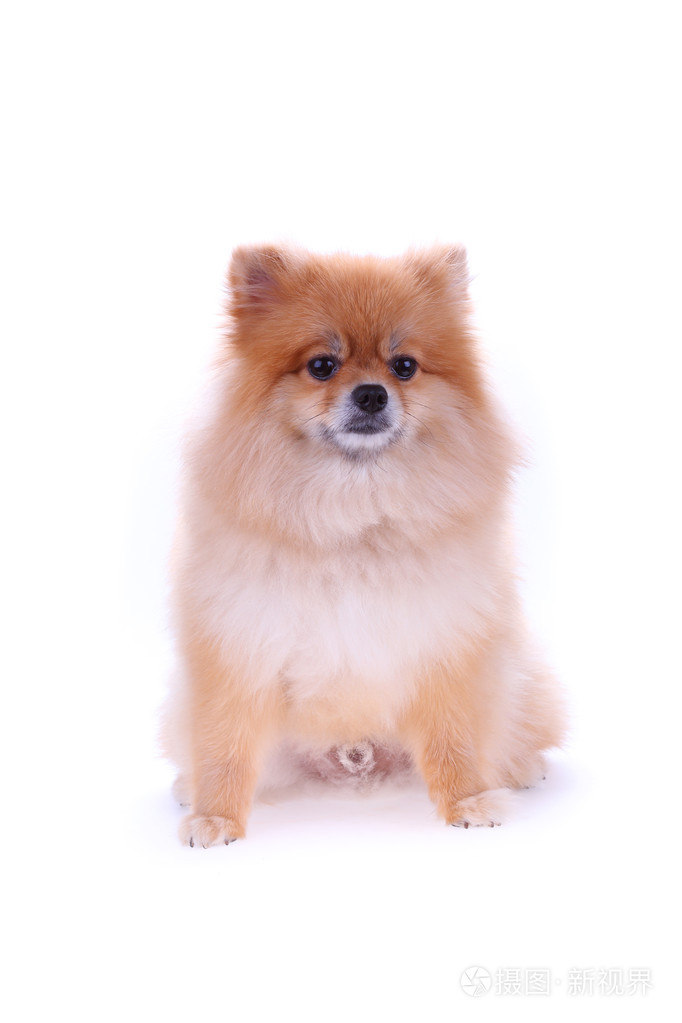 棕色的博美犬狗隔离在白色的背景下 可爱的宠物照片 正版商用图片0pcveo 摄图新视界 棕色的博美犬狗隔离在白色的背景下 可爱的宠物照片 正版商用图片0pcveo 摄图新视界