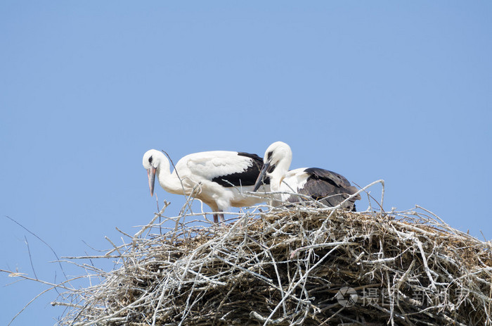 白鹳夫妇在他们的巢