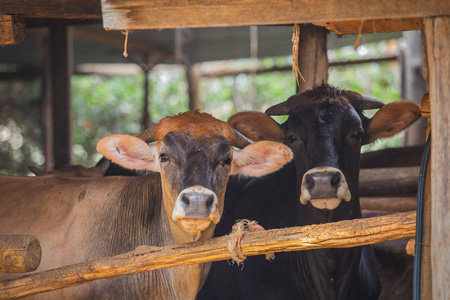 红母牛站在绿色长廊中的乡村景观在意大利,两头奶牛一边吃天然干草