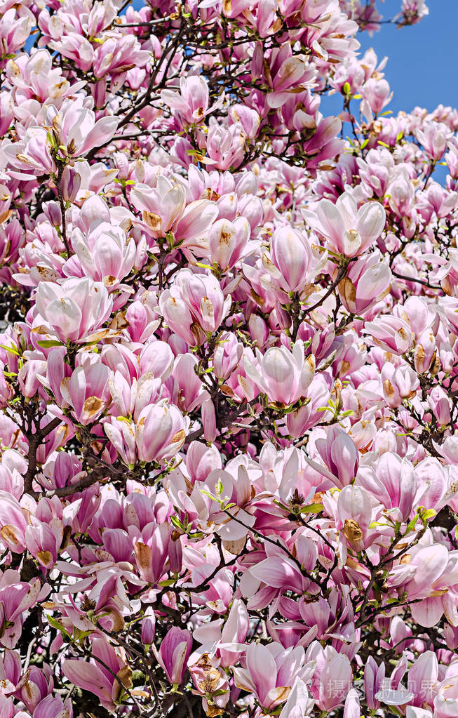 粉红色木兰科花树花蓝蓝的天空背景