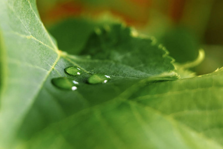 一大片美丽的水滴, 透明的雨水在绿叶的宏观上。清晨的露珠在阳光下发光。美丽的叶子质地在自然。自然背景