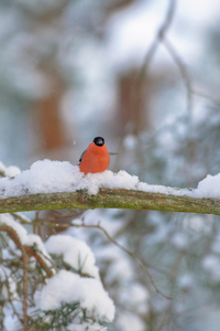冬季冰雪覆盖的树枝上坐的红腹灰雀