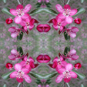 奇异的芳香樱桃苹果花朵在盛开，镜子反射创意形象，春天在欧洲