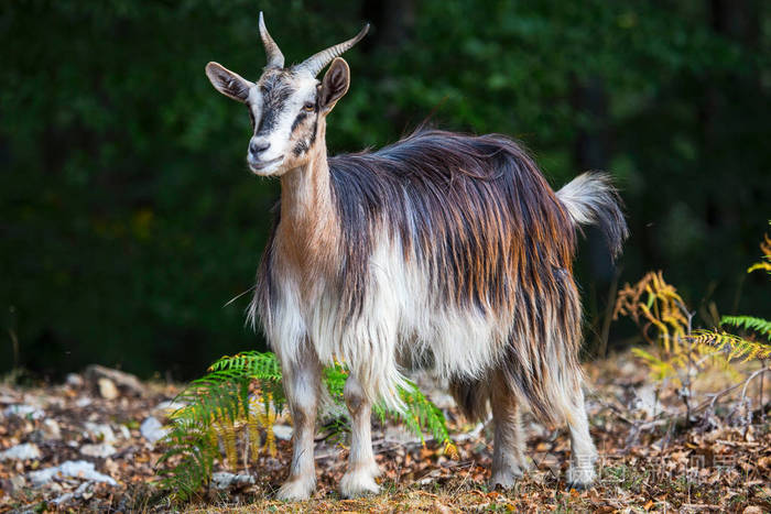 山山羊特写在森林里