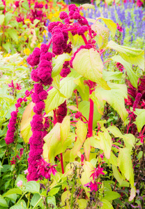 苋菜红苋菜花照片