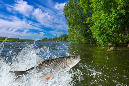 三文鱼胶树图片-三文鱼胶树素材-三文鱼胶树插画-摄图新视界