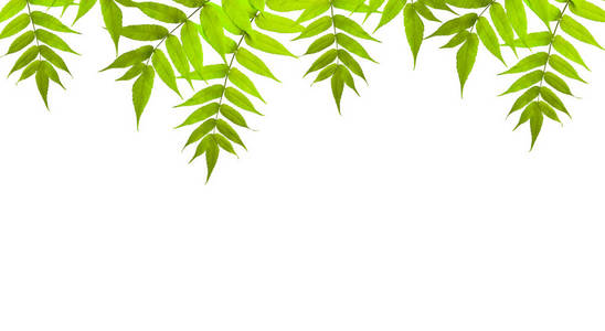 悬挂在白色背景上的绿叶的树枝。元素进行设计。复制空间。文本的空位置