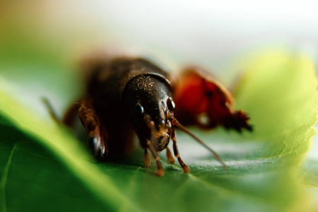 绿叶上的害虫, 昆虫熊, 对花园的威胁照片