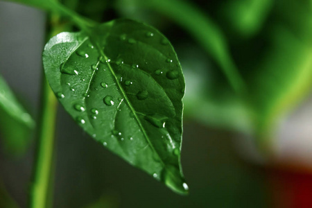 一大片美丽的水滴, 透明的雨水在绿叶的宏观上。清晨的露珠在阳光下发光。美丽的叶子质地在自然。自然