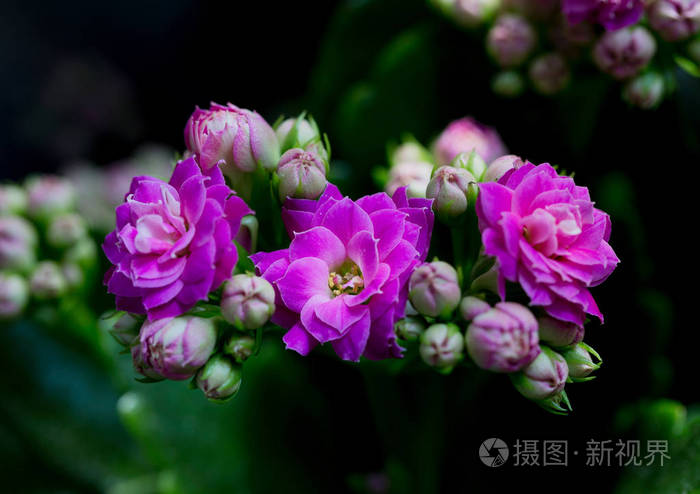 长寿的紫罗兰花宏观