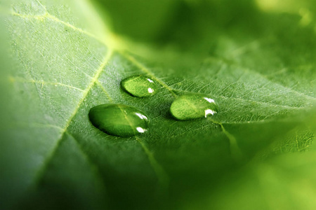 一大片美丽的水滴, 透明的雨水在绿叶的宏观上。清晨的露珠在阳光下发光。美丽的叶子质地在自然。自然背景