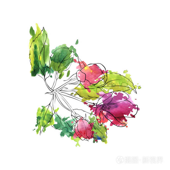 矢量苹果花