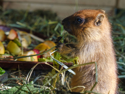土拨鼠吃 cabbadge, 胡萝卜和苹果在自然照片
