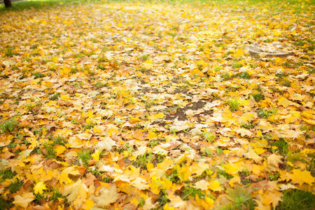 秋天的树叶在阳光明媚的清晨在草地上落下