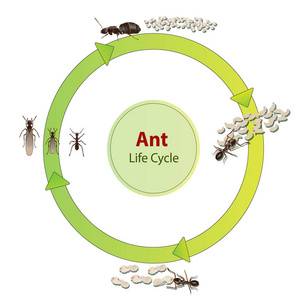 真正的蚂蚁昆虫图