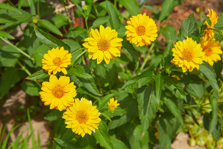 阳光明媚的夏日花园里的黄花