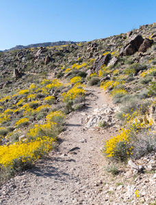 加利福尼亚 Brittlebush 的岩石沙漠小径