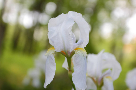 盛开的白色虹膜在一个春天的花园, 白色的花朵, 虹膜花在一个模糊的背景, 空白的设计师, 植物园, 明信片上的假期