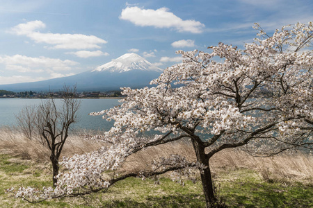 樱花的樱花开花和富士山在河口湖，日本在春天的季节里