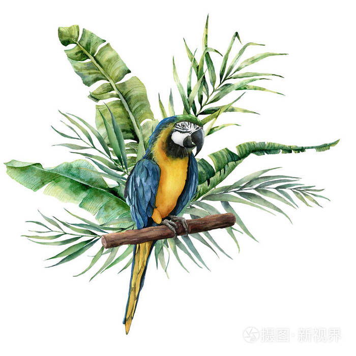 手绘鹦鹉与龟背竹, 香蕉和棕榈绿色植物分离的白色背景.自然例证与鸟.