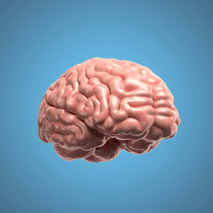 人类的大脑 3d 图