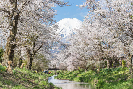 樱花树和山富士在春季  忍野八