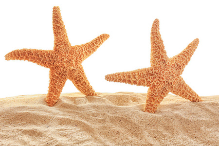 在沙滩上的海星