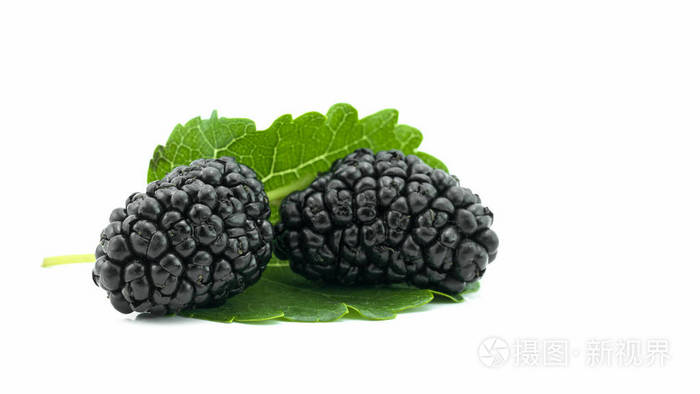 白色背景下的黑桑