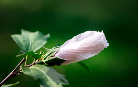 绿色背景花园中的夏日花朵花蕾