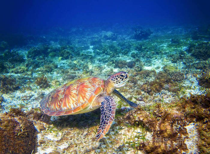 热带珊瑚礁野生动物.海龟海底.热带海滨动物.海龟在蓝色的水.