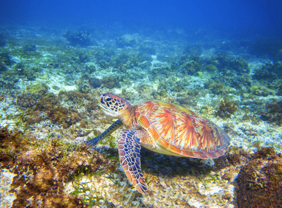 绿海龟在珊瑚礁形成。热带海洋性质的异国情调的岛屿。蓝海水中的橄榄龟。海龟在热带泻湖。热带海底照片。保护海洋动物