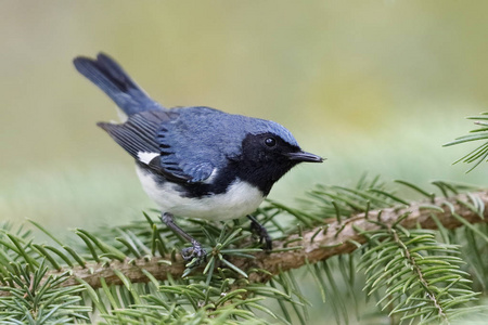 雄性黑喉蓝莺 Setophaga caerulescens 栖息在白色云杉分支兰顿海岸, 安大略省, 加拿大