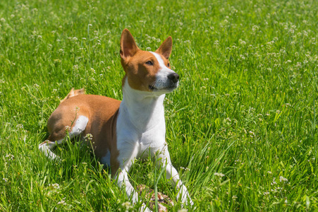 成熟的 basenji 狗在春天的草地上休息, 守护它的美味-牛肉骨照片
