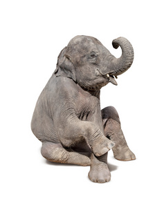 大象坐下来孤立在白色背景照片