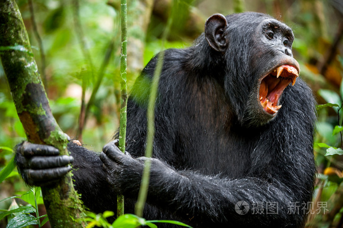 喊着生气的黑猩猩