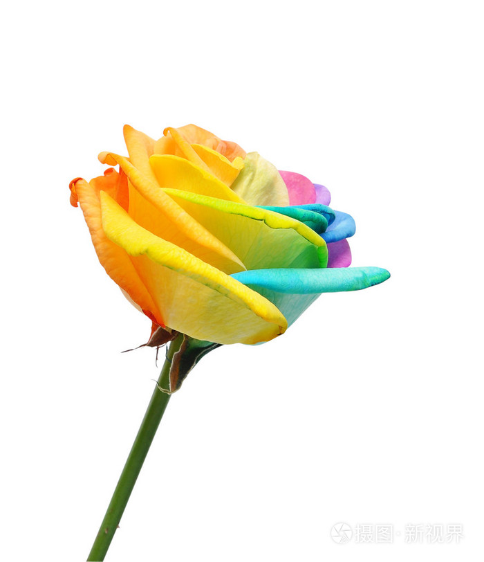 彩虹玫瑰的花和多颜色的花瓣