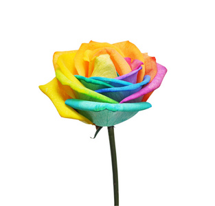 彩虹玫瑰的花和多颜色的花瓣照片