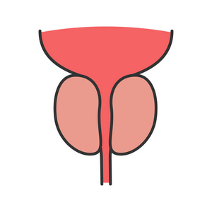 前列腺和尿道颜色图标。男性生殖系统器官。孤立向量插图