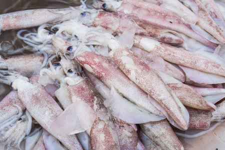原料鱿鱼新鲜鱿鱼原料市场照片