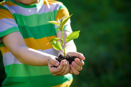 两只手的孩子们种植的幼苗, 以便照片