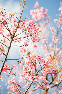 樱花花或樱花