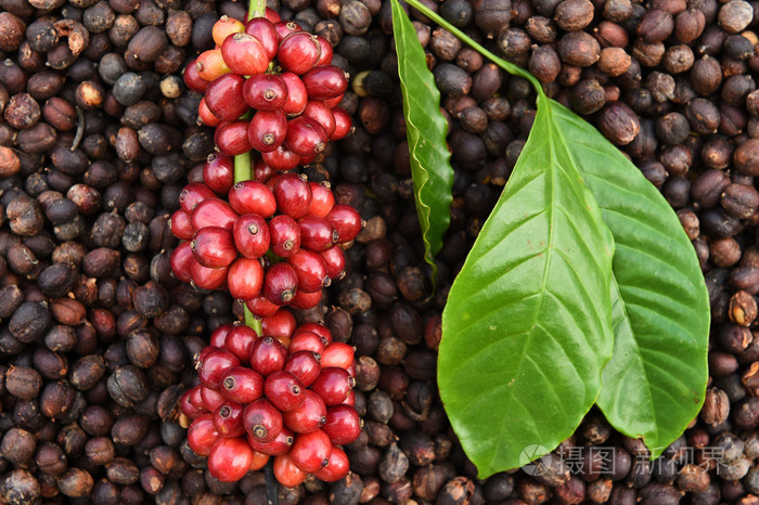 咖啡豆成熟干果咖啡豆