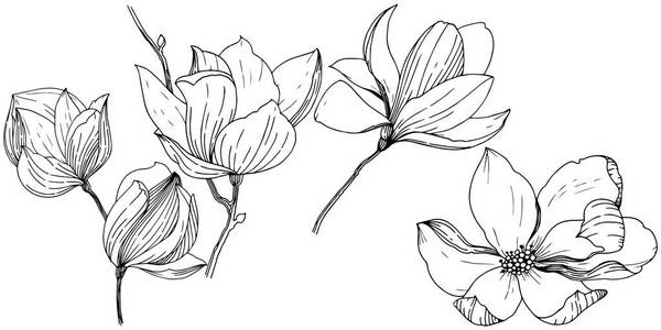 玉兰以矢量风格隔开。植物全名 玉兰。背景纹理包装图案框架或边框的向量