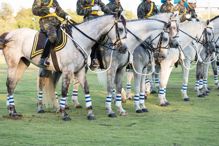 马游行马卫兵游行照片