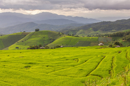 水稻的绿色梯田在 Pa Pong 丙，湄针，清迈，泰国