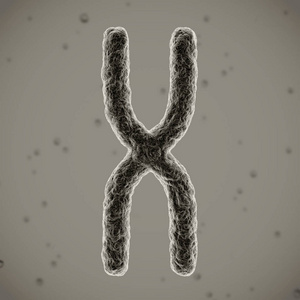 染色体 3d 图