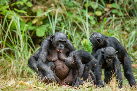 黑猩猩黑猩猩家族的肖像