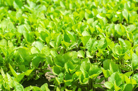 绿色茄子幼苗在温室, 准备在田间移植, 农业, 农业, 蔬菜, 生态友好的